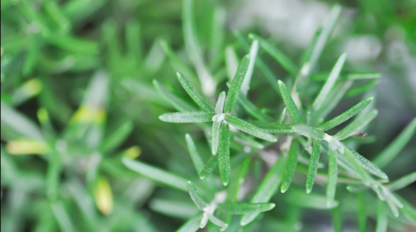 Le Romarin : L’ingrédient star pour une chevelure forte et une pousse rapide